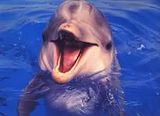 dolphinsmiling.jpg image by An1tra