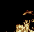 fire.gif image by HowlinMoonWolf